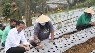 Photo of Tanam Bawang dengan Petani, Presiden Harap Produktivitas dan Pendapatan Petani Meningkat