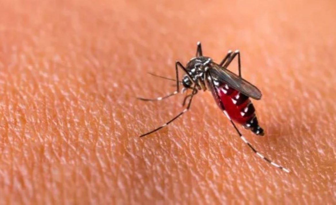 Ilustrasi Demam Berdarah Dengue (DBD).