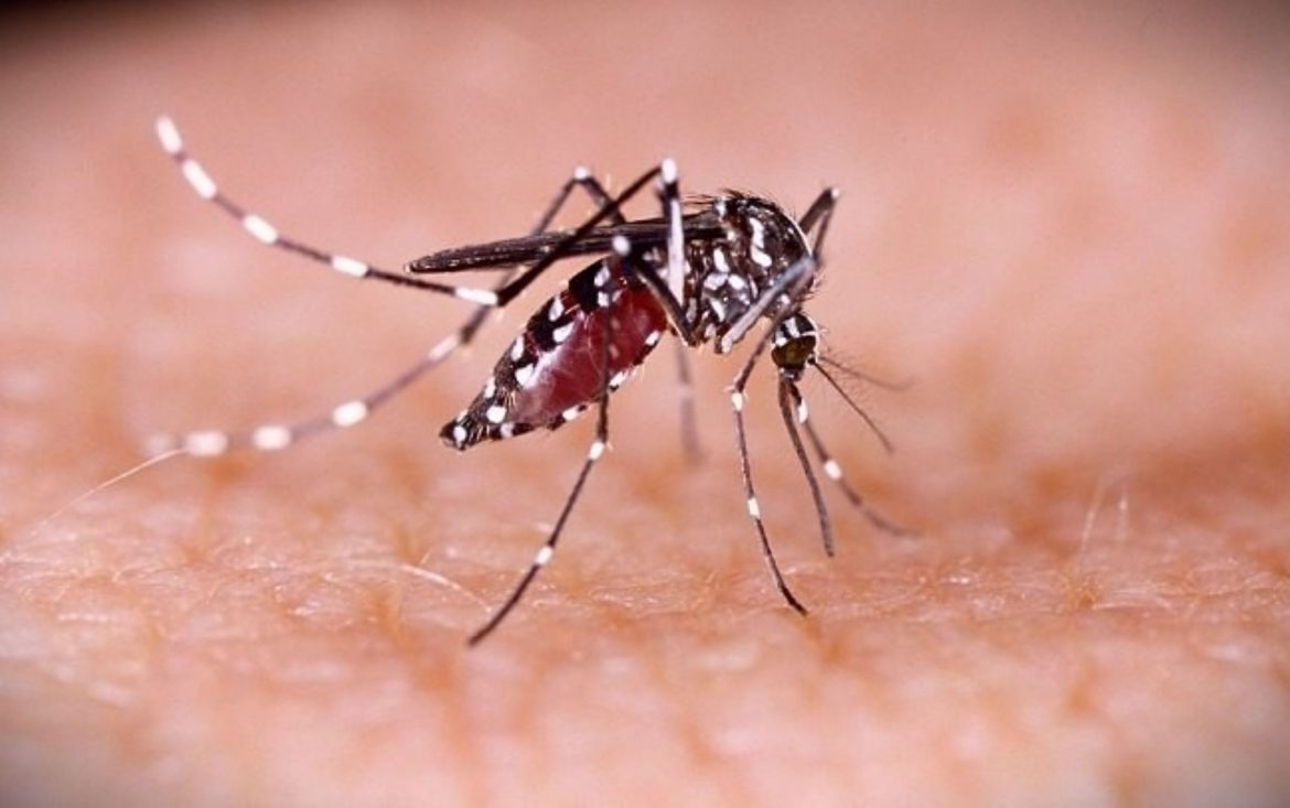 Nyawmuk Aedes Aegypti penyebar penyakit Demam Berdarah Dengue (DBD)