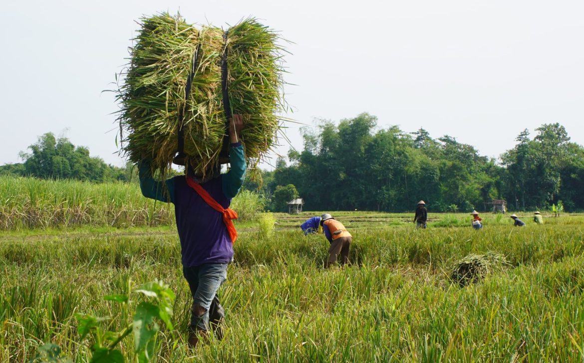 Petani di Kediri panen padi.