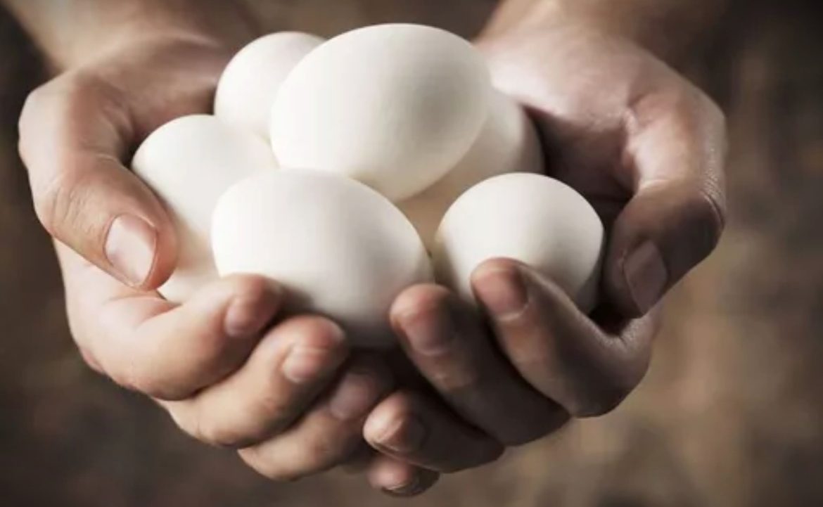 Ilustrasi mengkonsumsi telur.