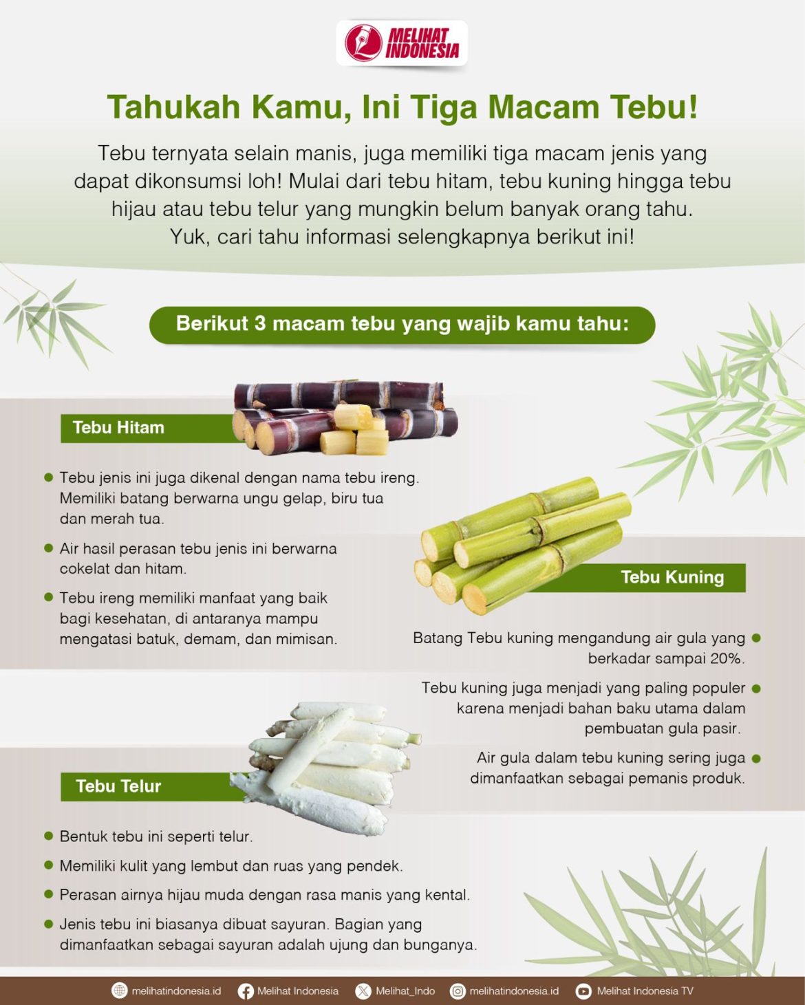 Berikut tiga varian tebu yang bisa dikonsumsi manusia.