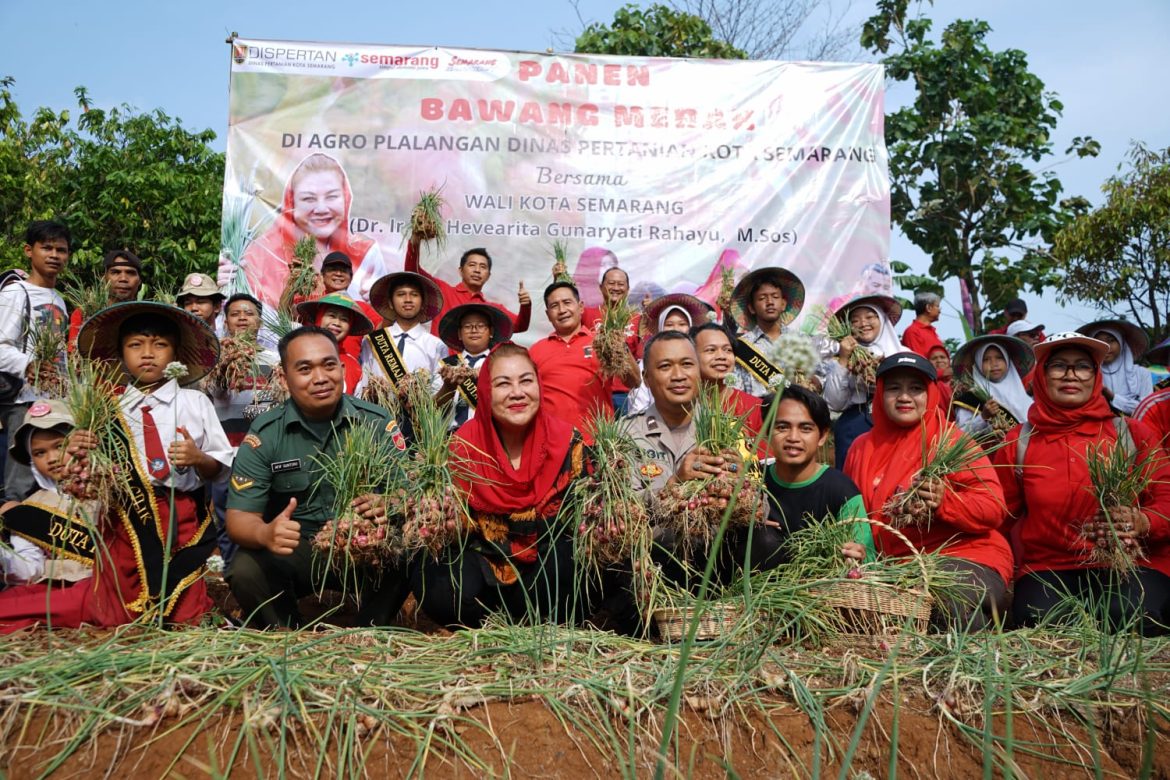 Wali Kota Semarang Hevearita Gunaryanti Rahayu (Mbak Ita) sebut Semarang daulat pangan, saat panen bawang merah 400 Kg.