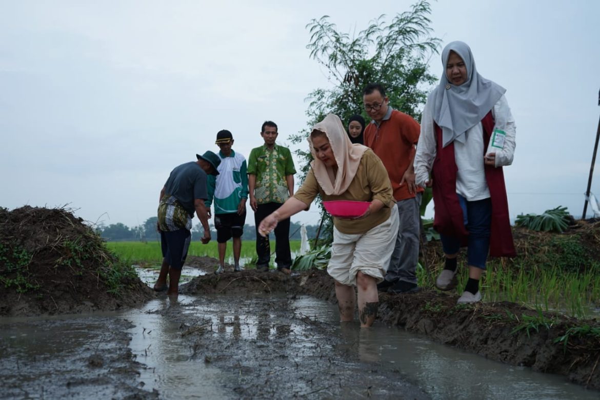 Wali Kota Semarang, Hevearita Gunaryanti Rahayu melakukan penebaran benih padi varietas Biosalin yang ditanam di lahan tidur imbas rob air laut di Kelurahan Mangunharjo, Kecamatan Tugu, Kota Semarang, Kamis (4/7/2024).