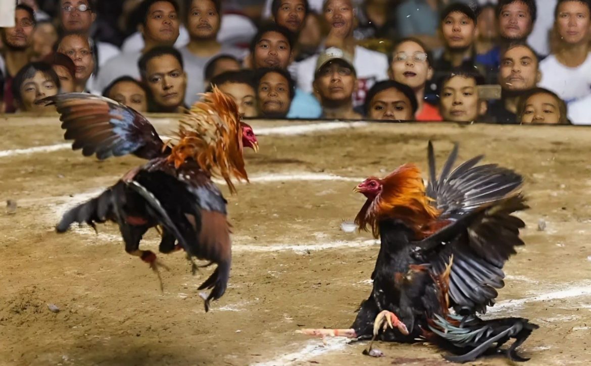 Ilustrasi sabung ayam.